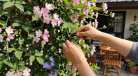 14 Best Flowering Vines in 2026