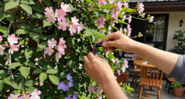 14 Best Flowering Vines in 2026