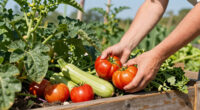 Summer picks: what to plant, harvest and eat right now