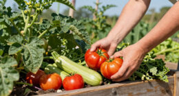 Summer picks: what to plant, harvest and eat right now