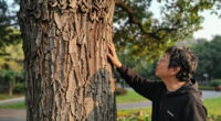 Written in Granite: A beauty and beast of a tree all in one