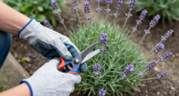The Very Best Lavender to Grow in Every Zone, Because We All Need This Wonderful Plant in Our Lives