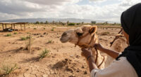 El Niño Exposes Need To Back Pastoralist Climate Action